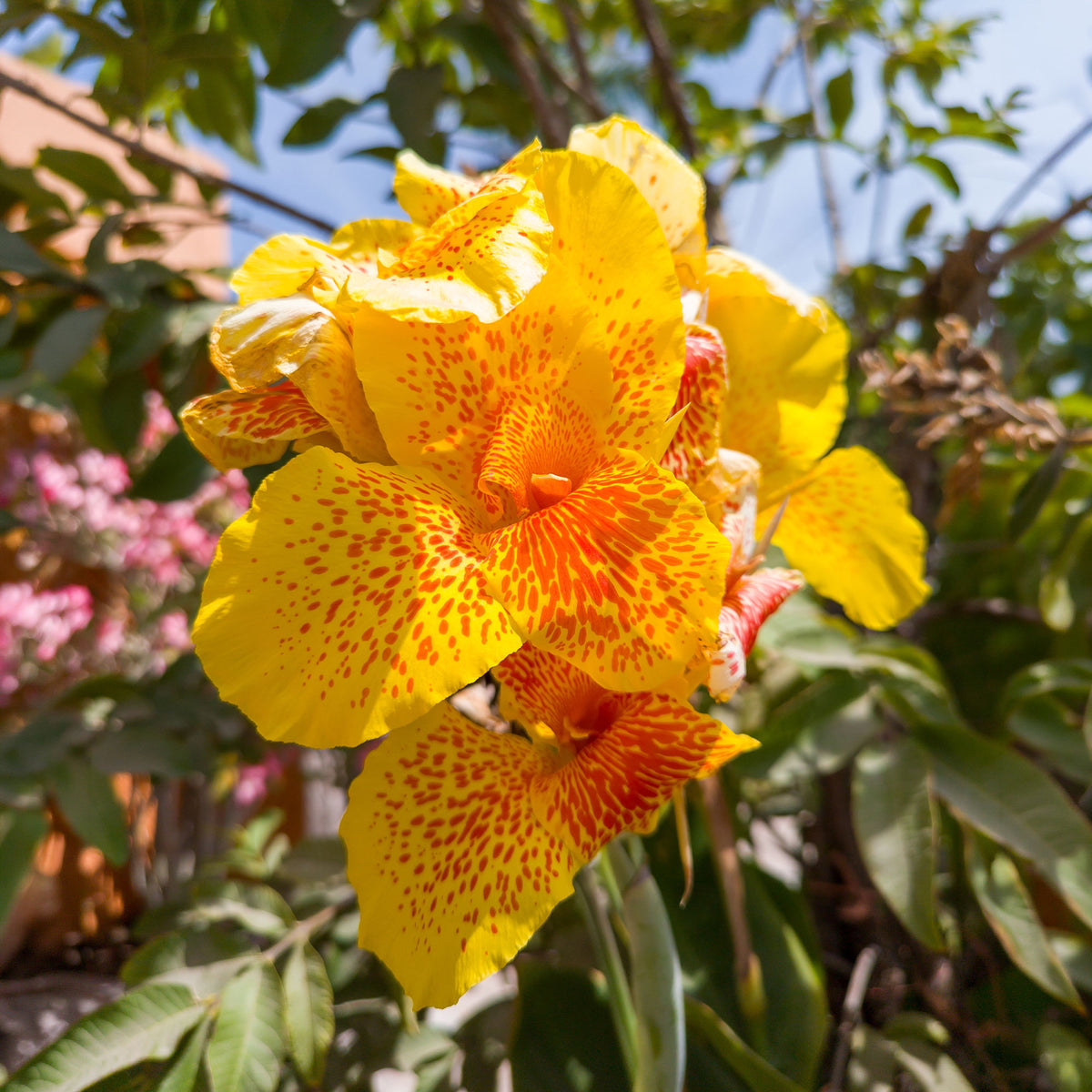 2 Canna Tropical Yellow - Canna 'tropical yellow' - Willemse