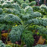 Chou frisé d'automne tardif Westlandse Herfst Kale - Willemse