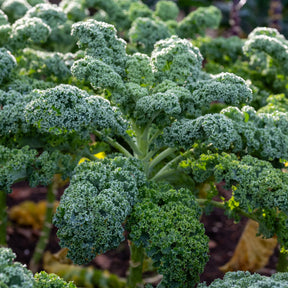 Chou frisé d'automne tardif Westlandse Herfst Kale - Willemse