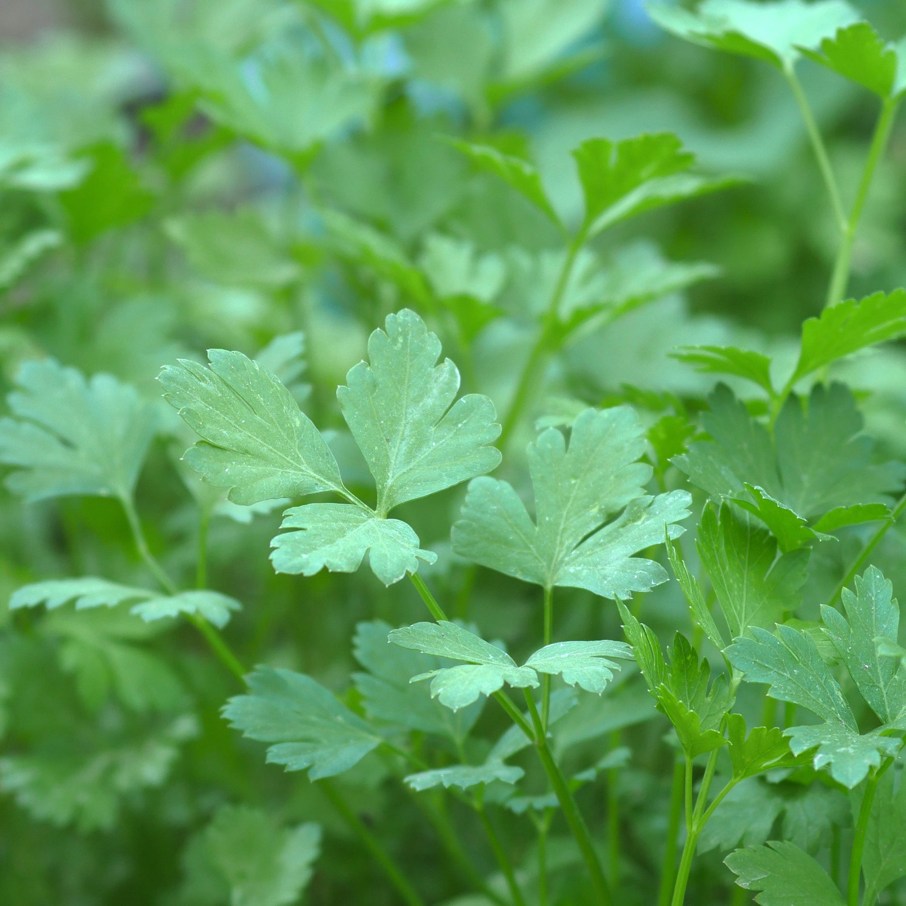 Persil plat commun d'Amsterdam - Willemse
