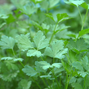 Persil plat commun d'Amsterdam - Willemse