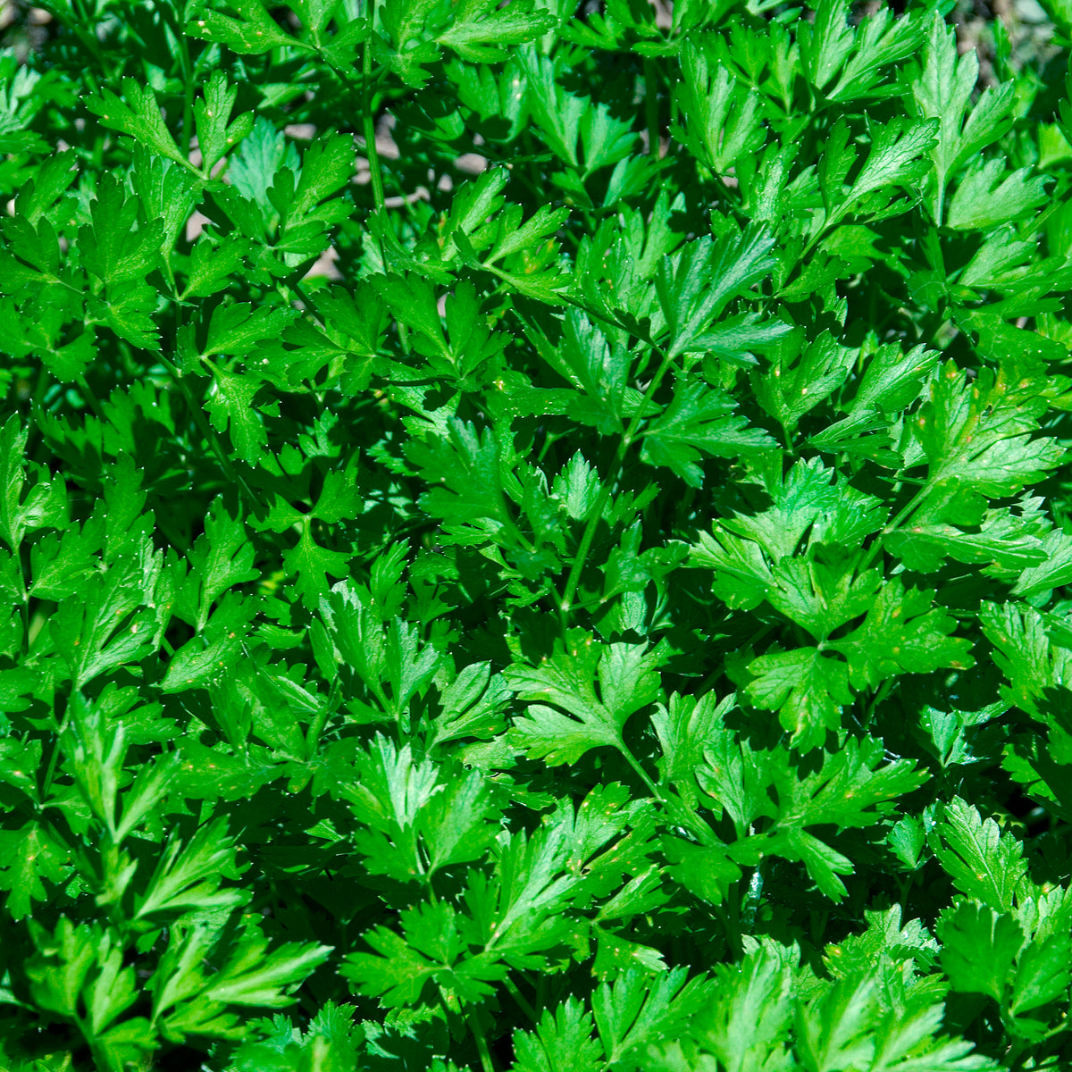 Persil plat Commun 2 - Petroselinum crispum Commun 2 - Willemse