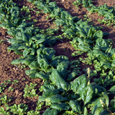 Epinard Nores - Willemse