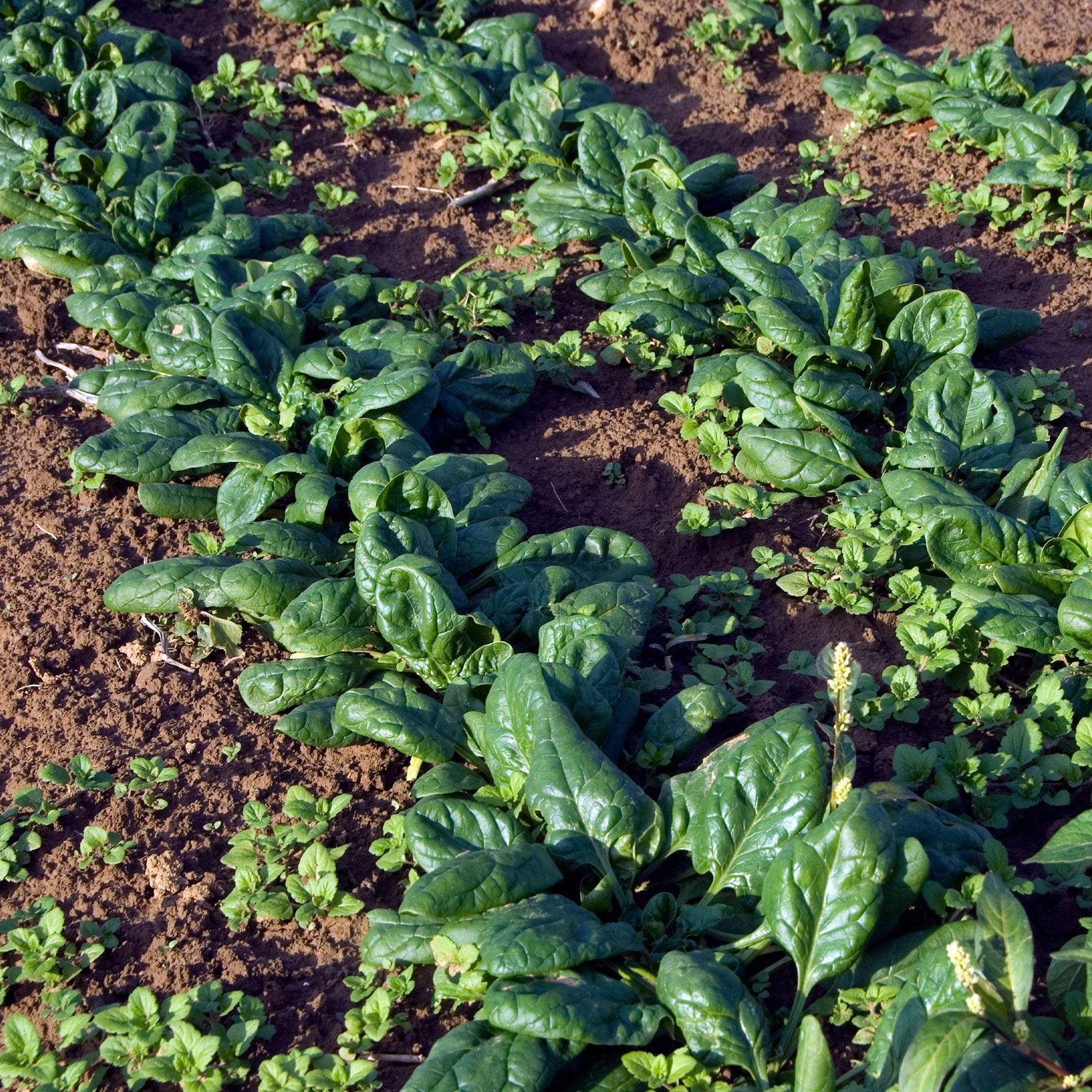 Epinard Nores - Willemse