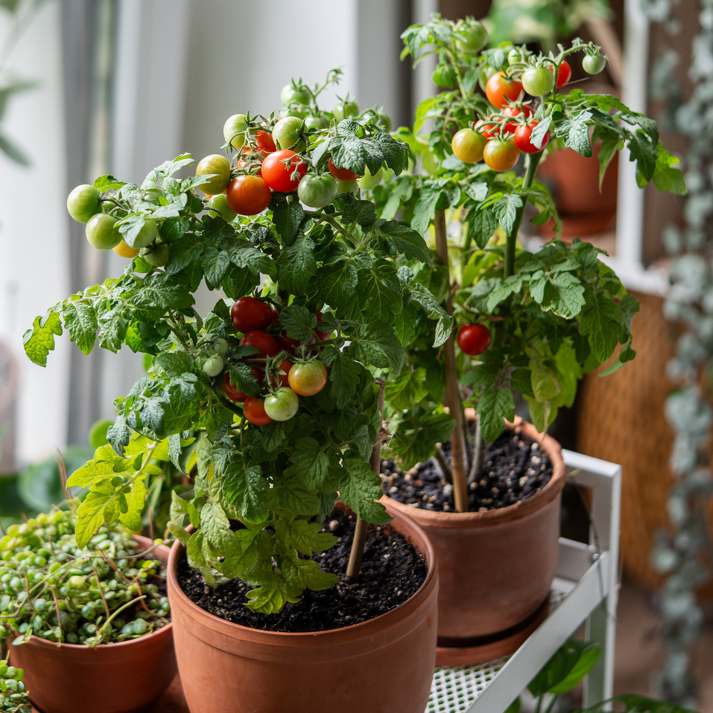 Tomate cerise Tiny Tim - Willemse