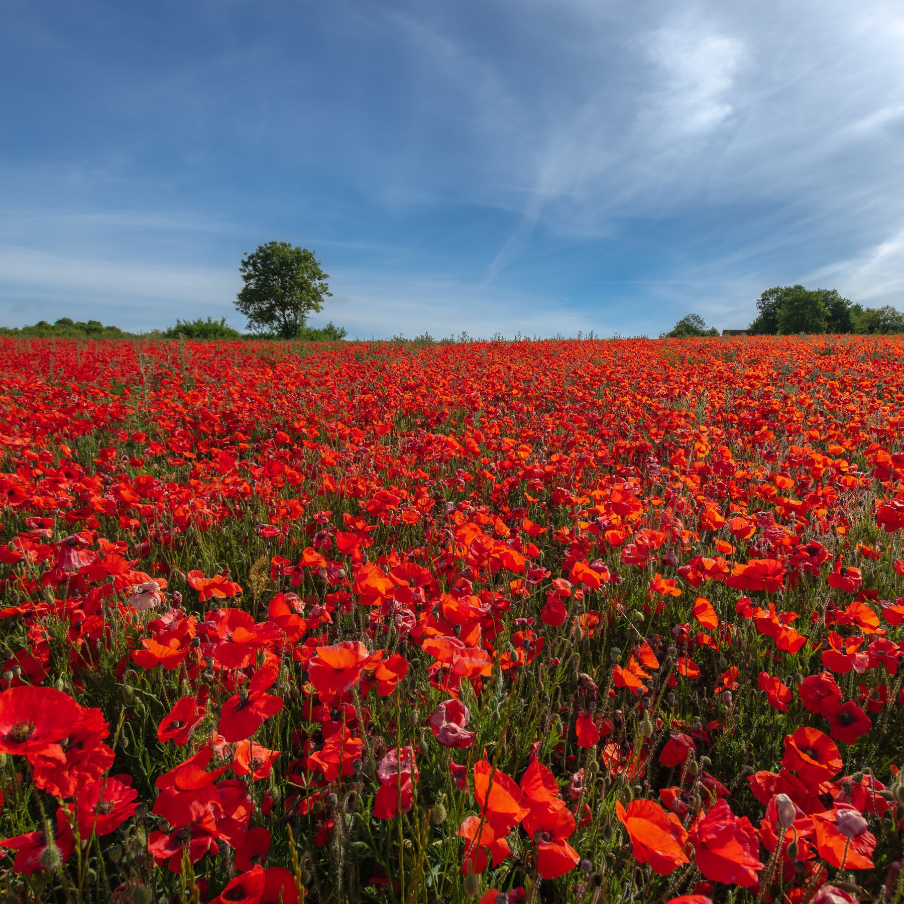 Vente Pavot Red Corn Poppy Bio - Papaver rhoeas red corn poppy