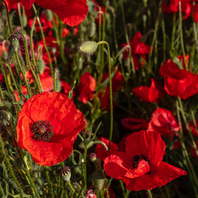 Vente Pavot Red Corn Poppy Bio