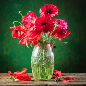 Pavot Red Corn Poppy Bio - Coquelicots et Pavots - Willemse