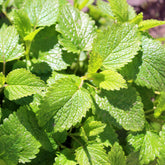 Mélisse citronnelle Citrina Bio - Willemse
