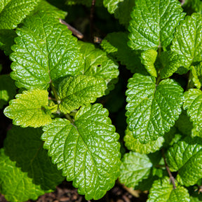 Mélisse citronnelle Citrina Bio - Melissa officinalis citrina - Willemse