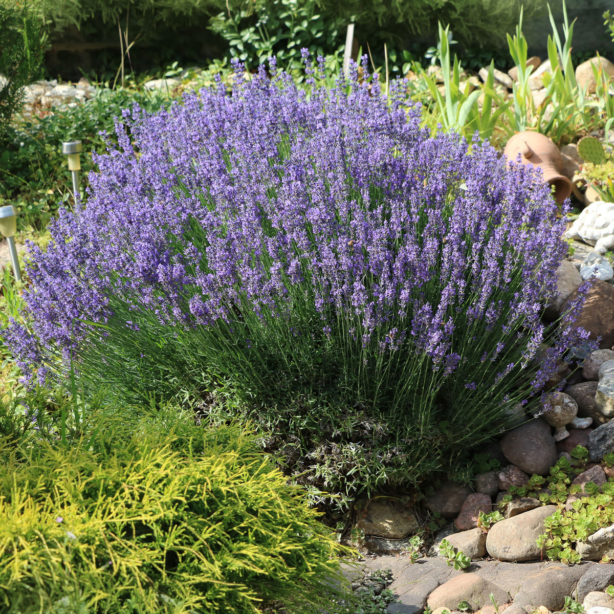 Lavande vraie - Lavandula angustifolia - Willemse