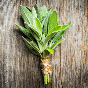 Sauge officinale Fanni Bio - Willemse