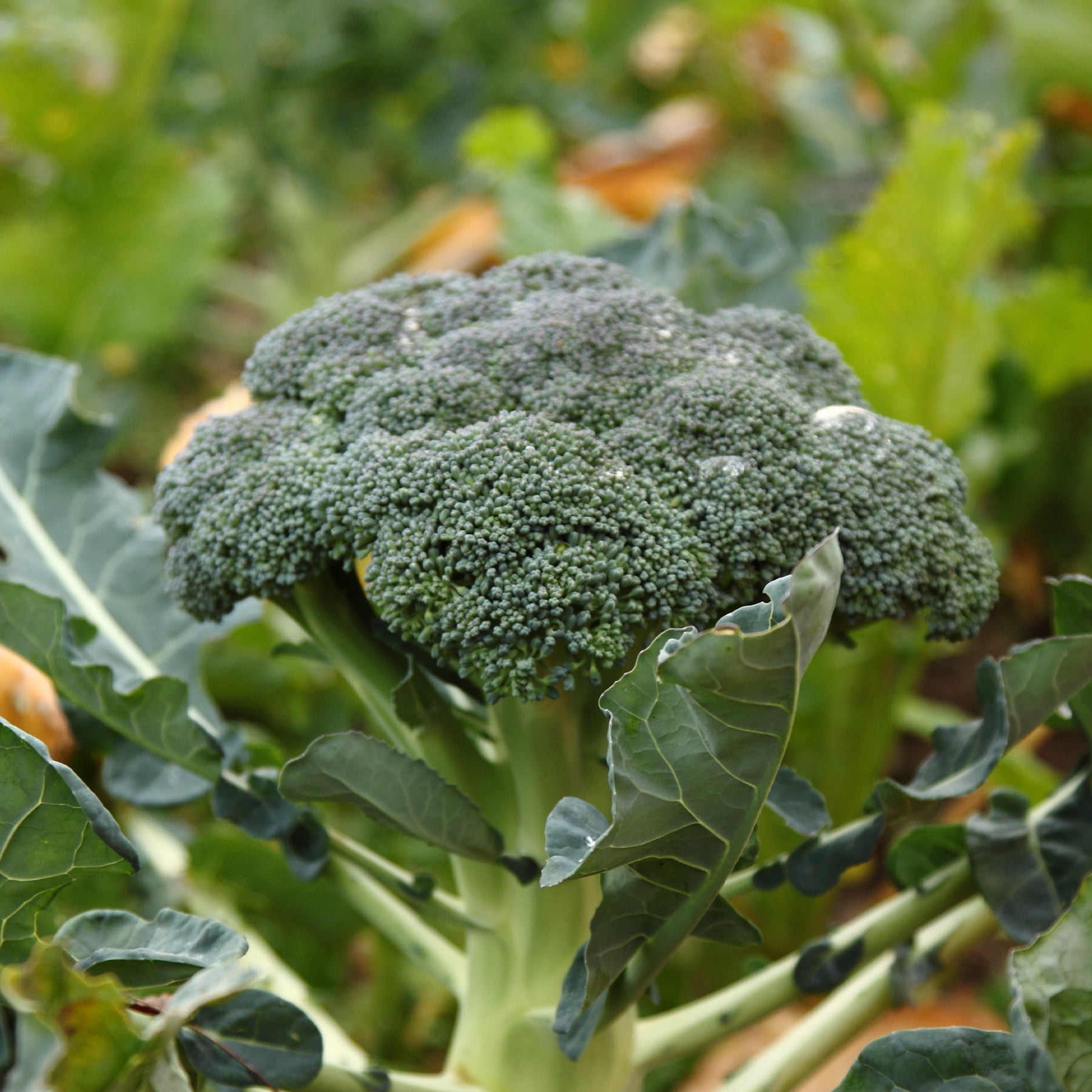 Chou brocoli Calabrese Natalino - Willemse