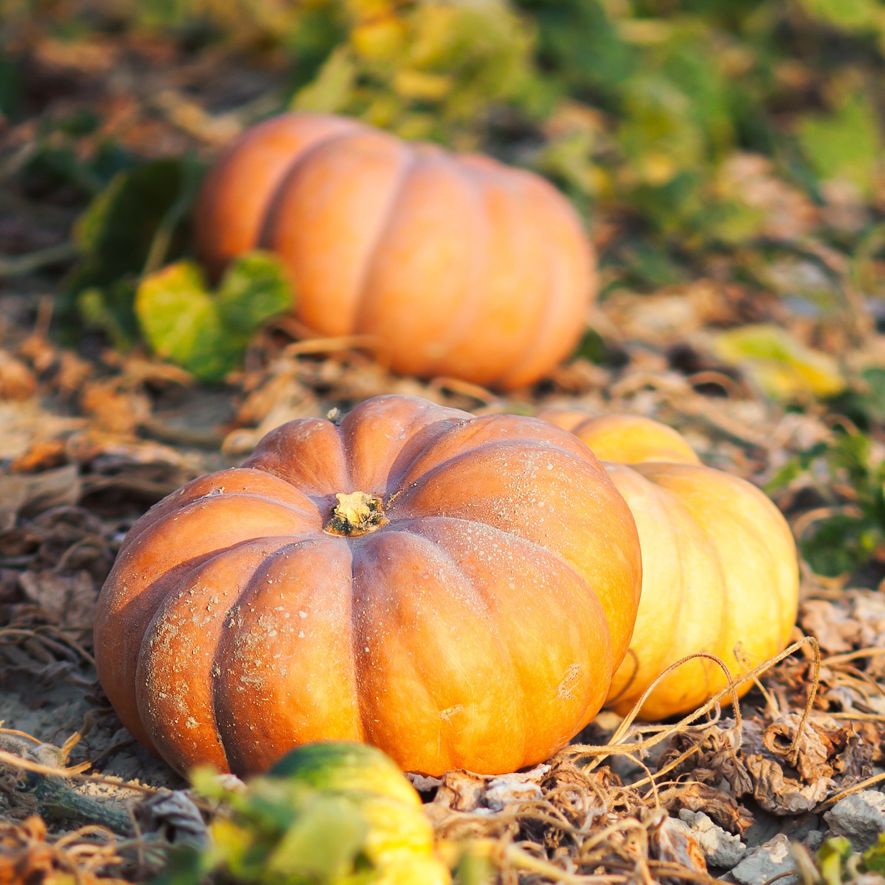 Courge Musquée de Provence Bio - Willemse
