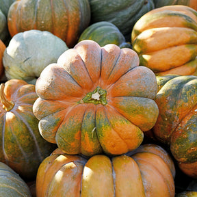 Courge Musquée de Provence Bio - Cucurbita maxima musquée de provence - Willemse