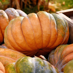 Cucurbita maxima musquée de provence - Courge Musquée de Provence Bio - Graines de fruits et légumes Bio