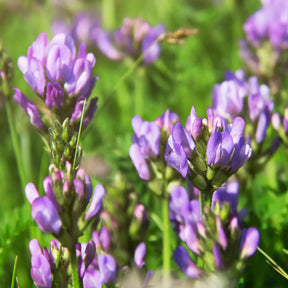 Luzerne - Medicago sativa - Willemse