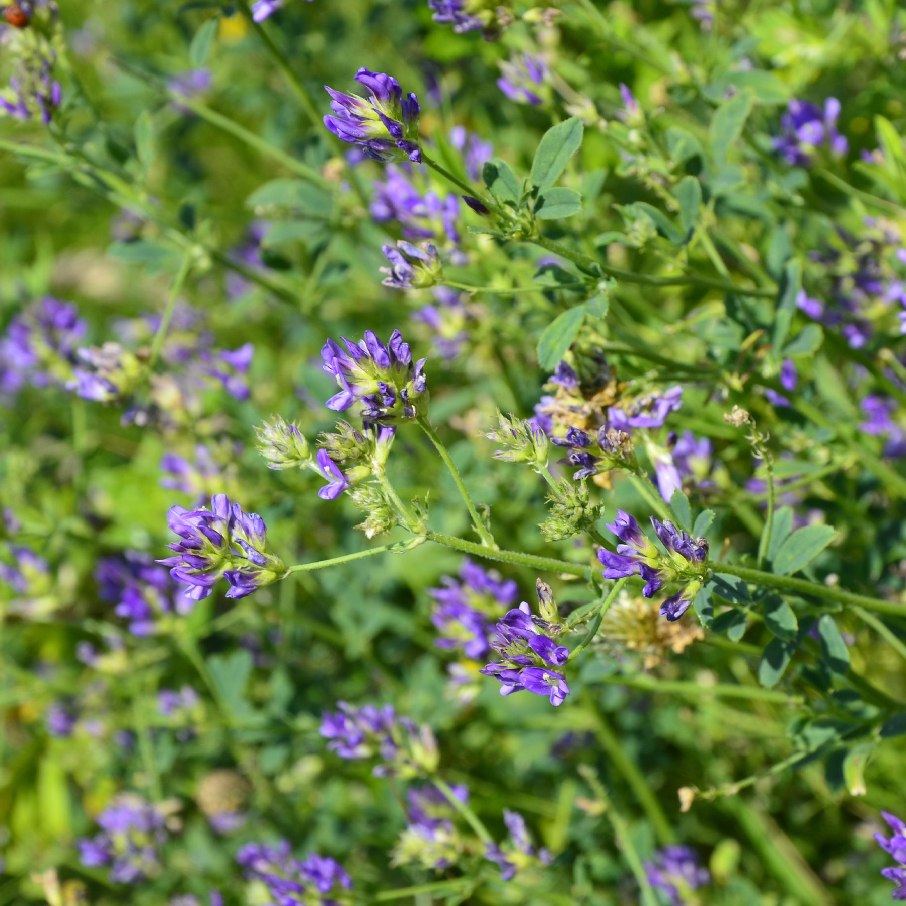 Medicago sativa - Luzerne - Graines de fleurs