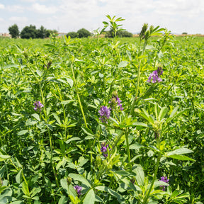 Graines de fleurs - Luzerne - Medicago sativa