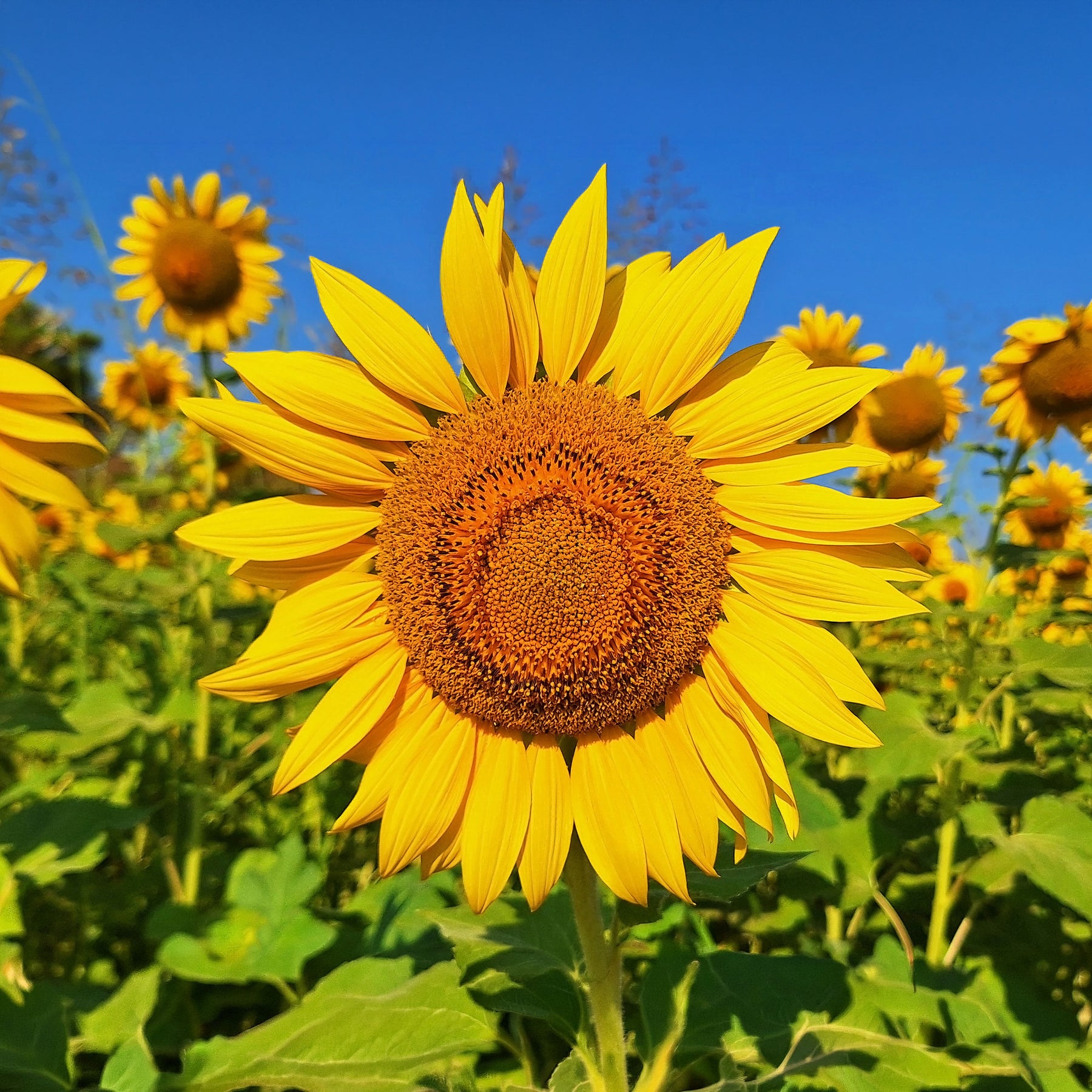 Tournesol à fleur géante Bio - Willemse