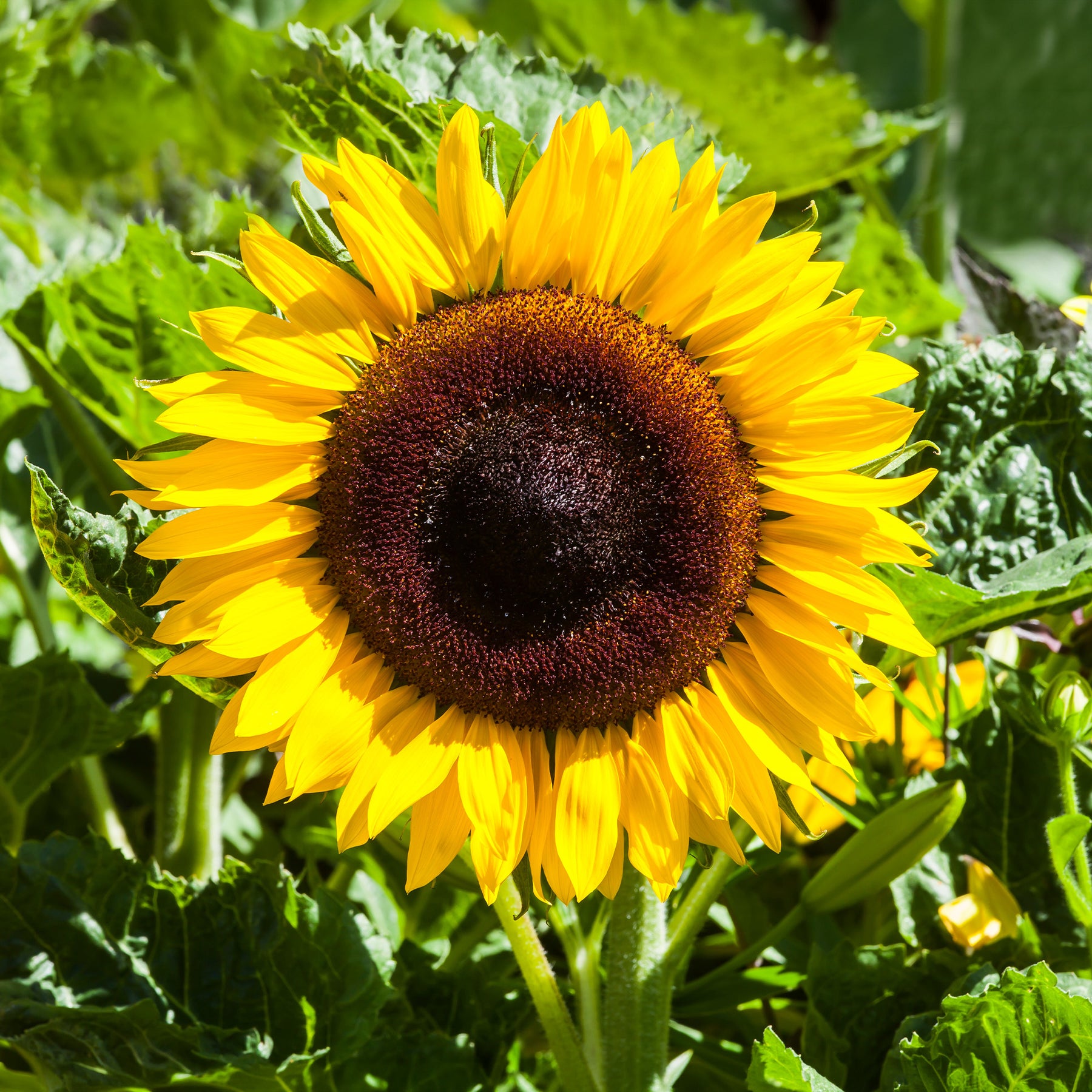 Tournesol à fleur géante Bio - Helianthus annuus giganteus - Willemse