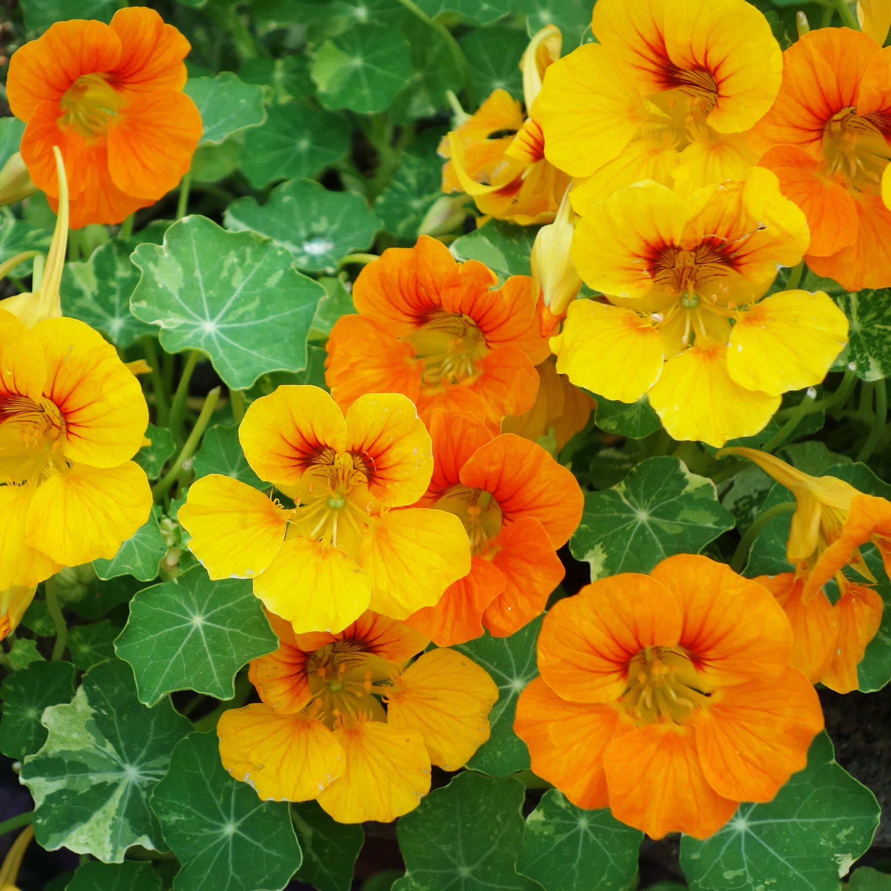 Capucines à grandes fleurs simples en mélange Bio - Tropaeolum majus - Willemse