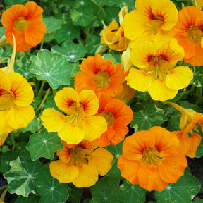 Capucines à grandes fleurs simples en mélange Bio - Tropaeolum majus - Willemse