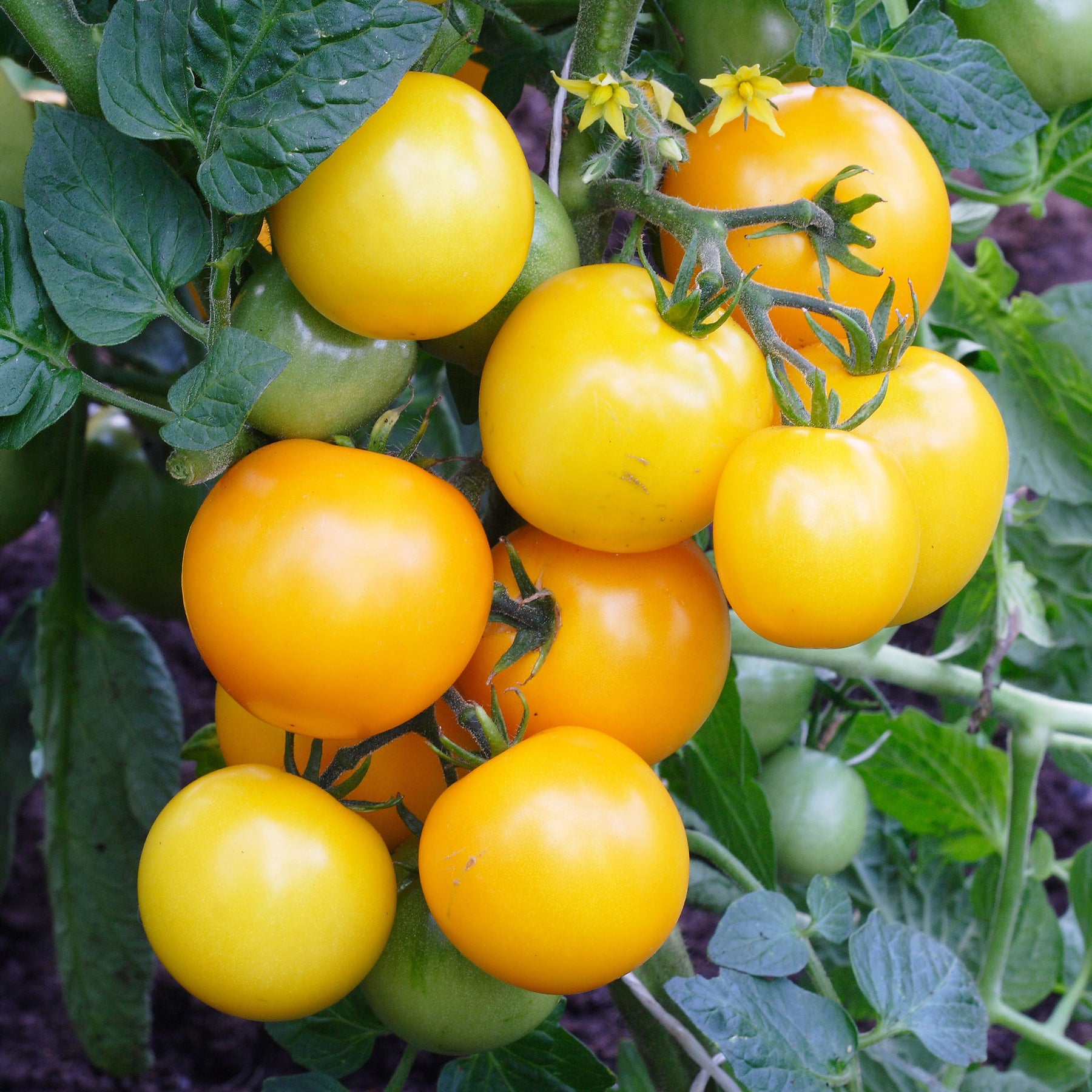 Tomate Cocktail Raisins jaunes - Willemse