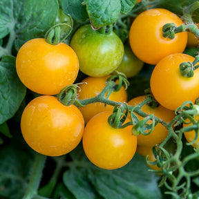 Tomate Cocktail Raisins jaunes - Solanum lycopersicum cocktail raisins jaunes - Willemse