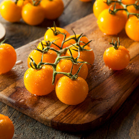 Solanum lycopersicum cocktail raisins jaunes - Tomate Cocktail Raisins jaunes - Tomates