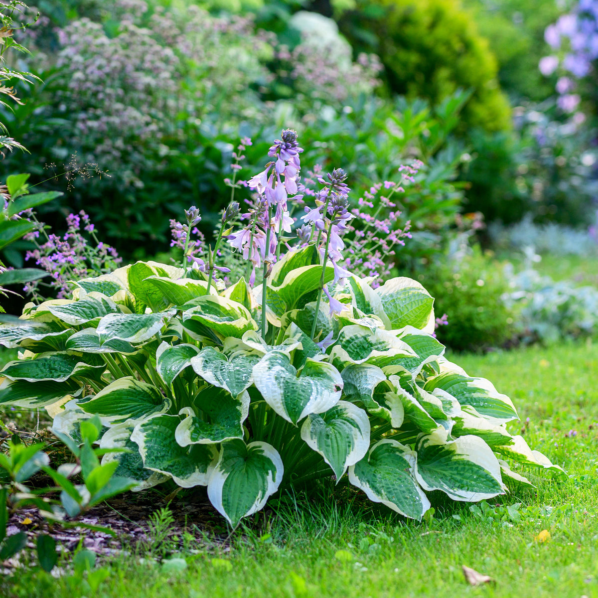 Hosta Patriot