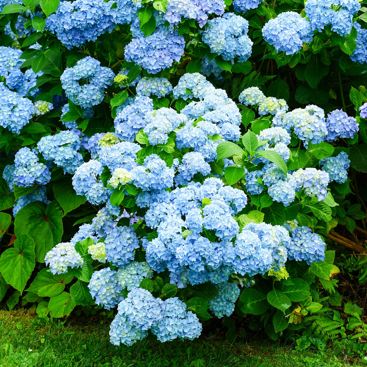 Hortensia bleu - Hydrangea macrophylla - Willemse