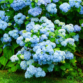 Hortensia bleu - Hydrangea macrophylla - Willemse