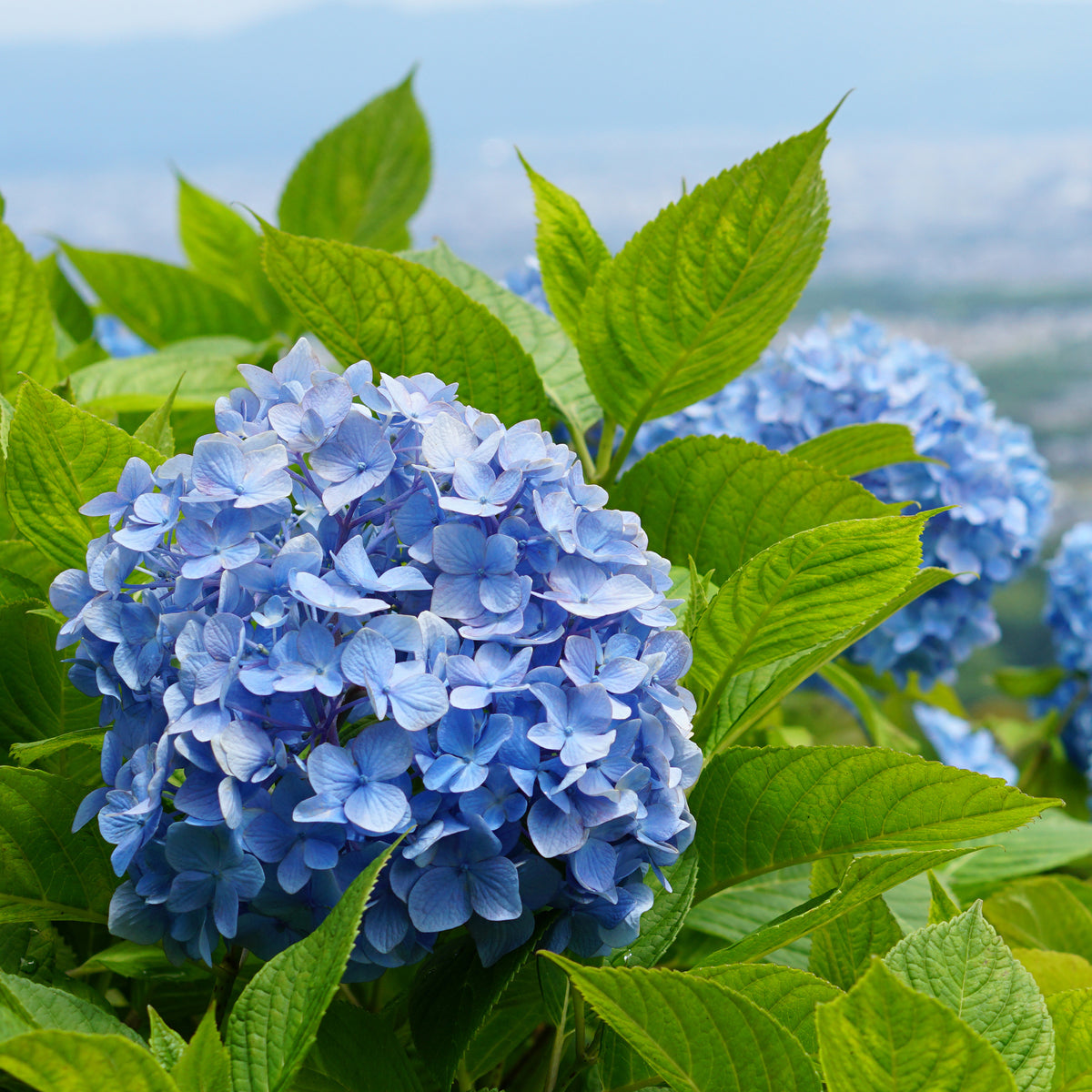 Hortensia à grandes feuilles - Hortensia bleu - Hydrangea macrophylla