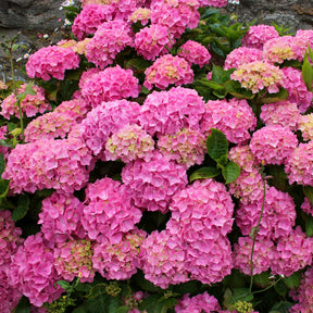 Hortensia à grandes feuilles - Hortensia rose - Hydrangea macrophylla