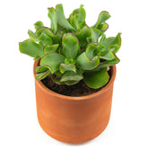 Crassula Arborescens 'Curly Green' - Willemse