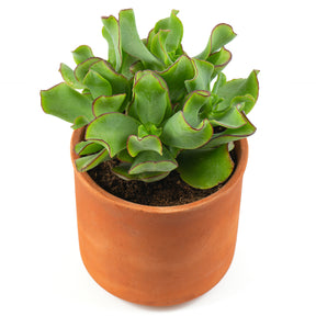 Crassula Arborescens 'Curly Green' - Willemse