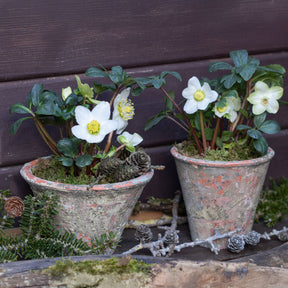Vente Hellébores - Hellébore Rose de Noël