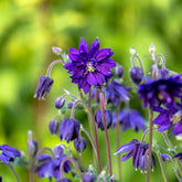 Ancolie hybride Blue Barlow - Willemse