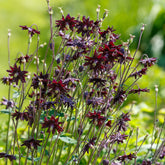 Ancolie des jardins Black Barlow - Willemse