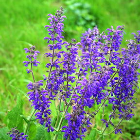 Salvia pratensis - Sauge des prés - Sauges