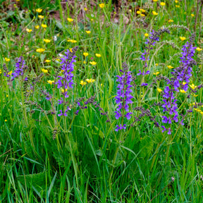 Vente Sauge des prés - Salvia pratensis
