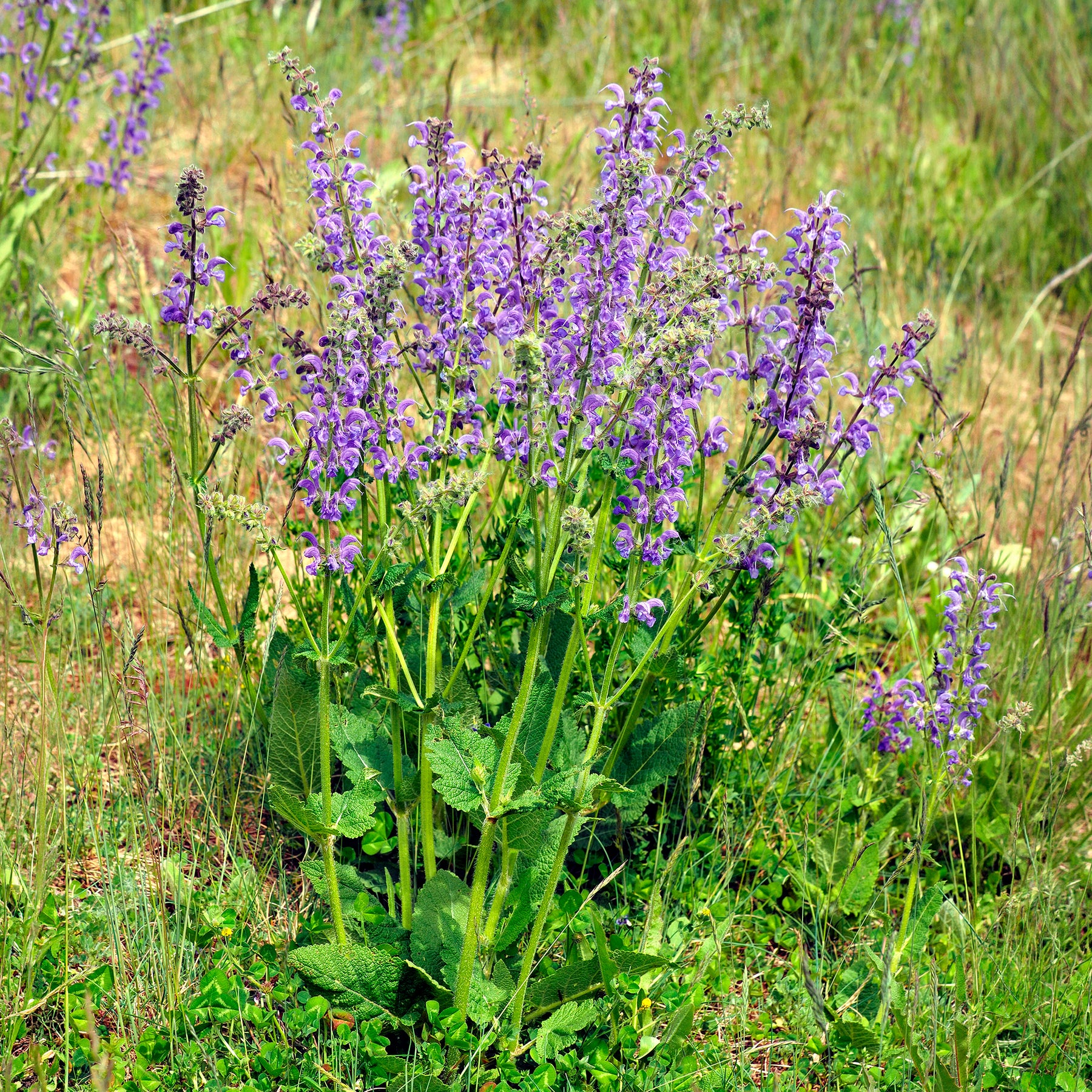Sauges - Sauge des prés - Salvia pratensis
