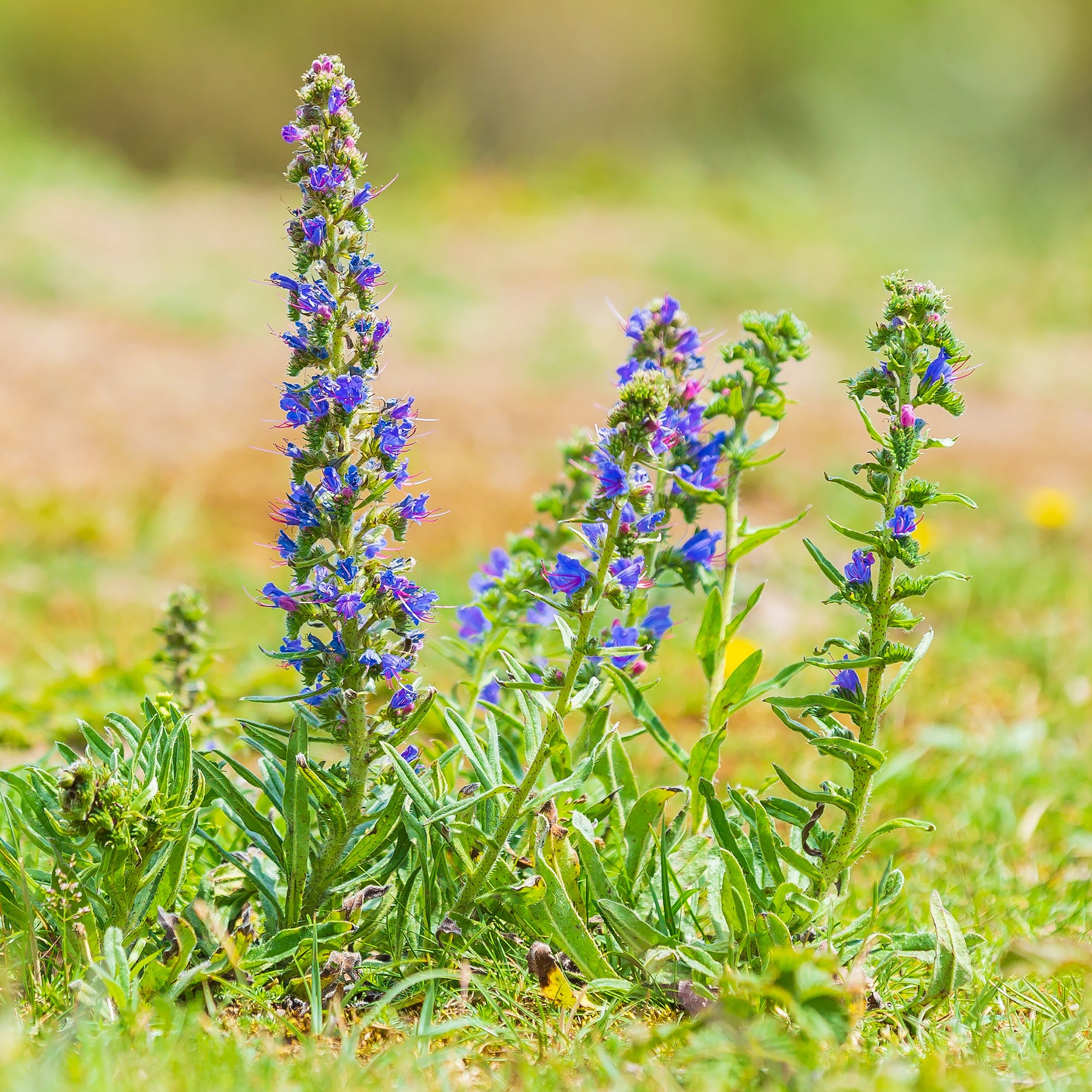 Echium vulgare - Vipérine commune - Fleurs vivaces - Willemse