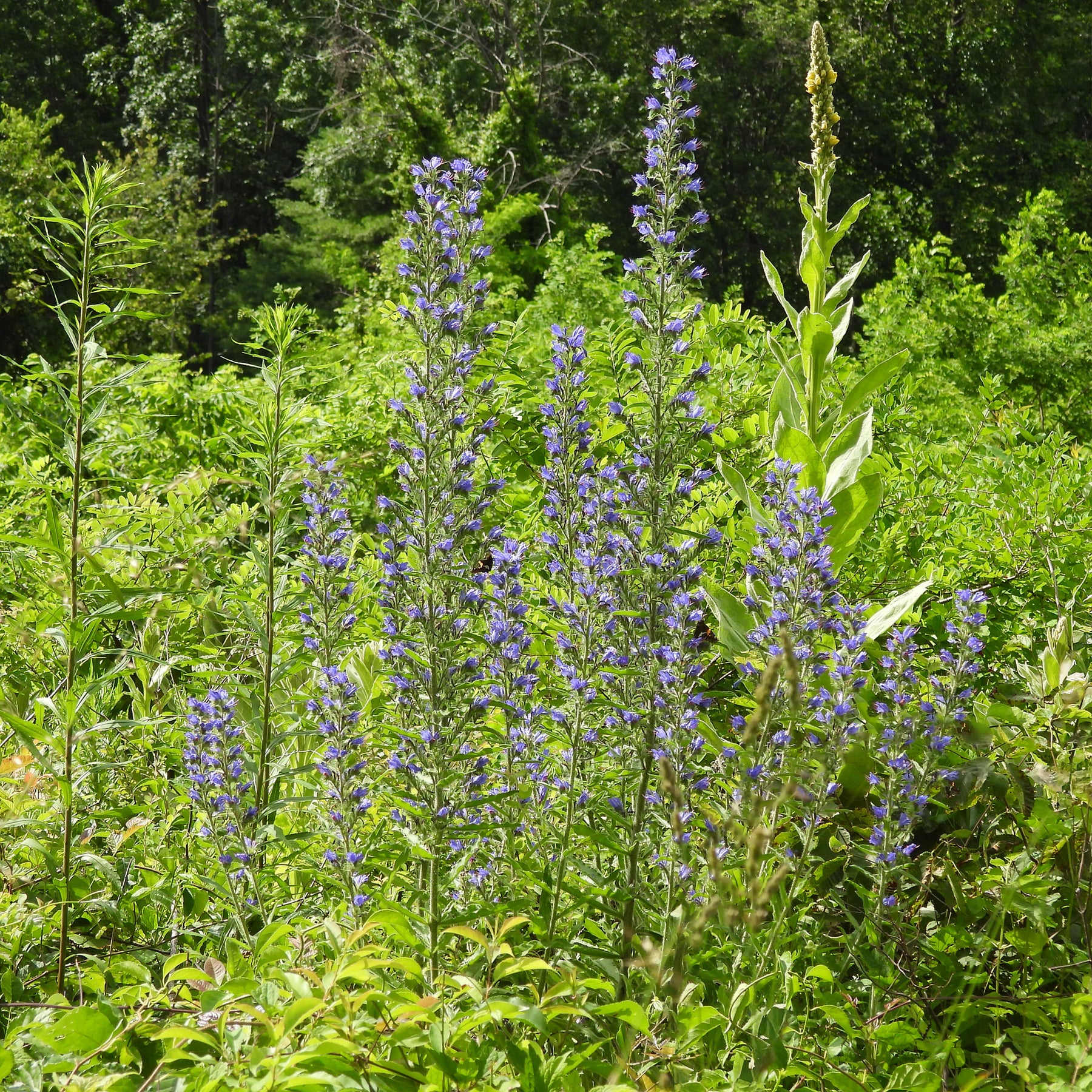 Vente Echium vulgare - Vipérine commune