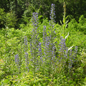 Vente Echium vulgare - Vipérine commune