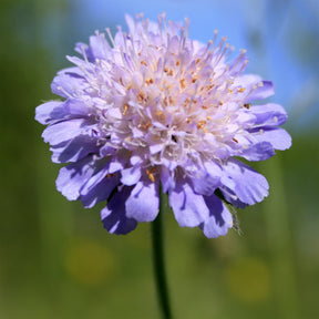 Scabieuse - Scabieuse colombaire - Scabiosa columbaria