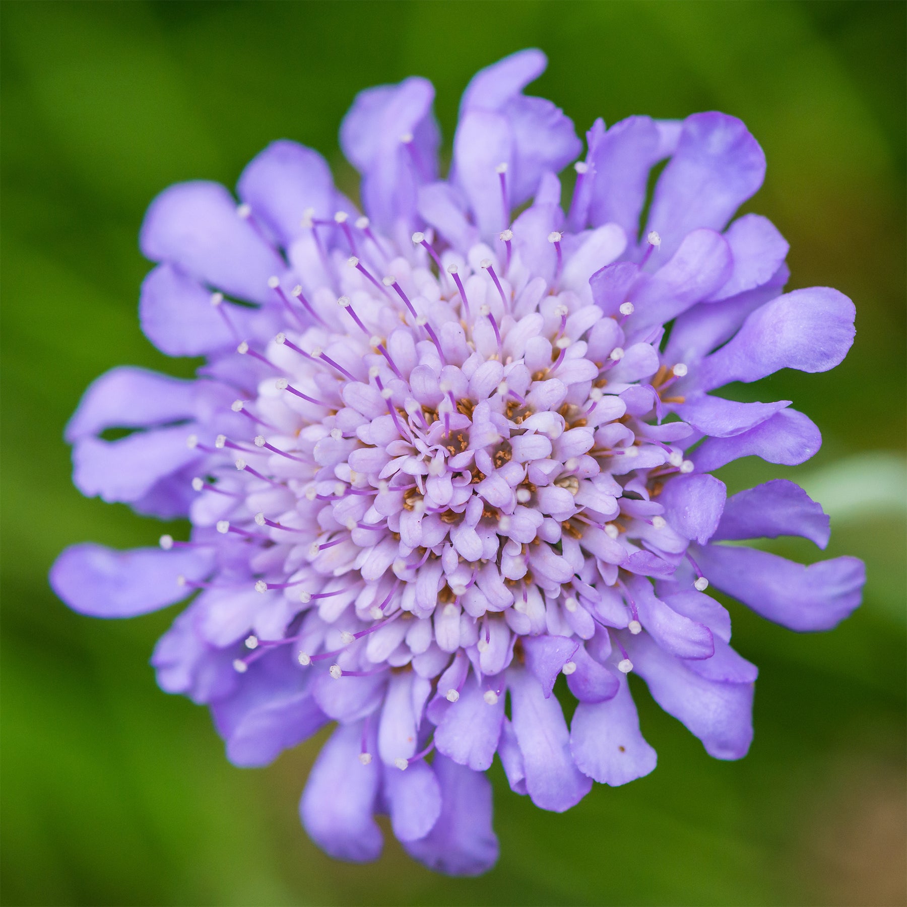 Vente Scabieuse colombaire - Scabiosa columbaria