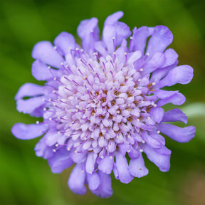 Vente Scabieuse colombaire - Scabiosa columbaria