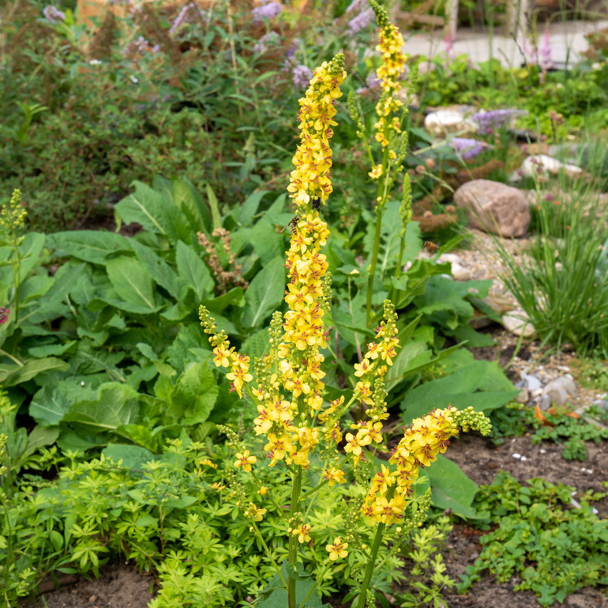 Molène noire Bouillon noir - Verbascum nigrum - Willemse